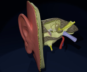 Ear Anatomy Cross Section 3D Model