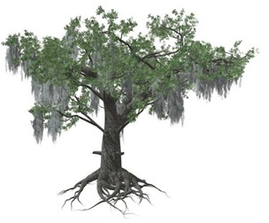 Live Oak Tree #02