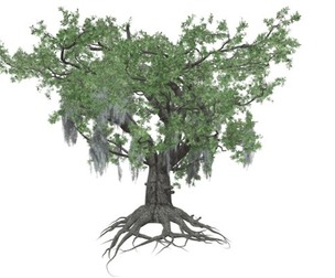 Live Oak Tree #03