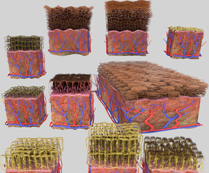Epithelial cell types collection 3D model