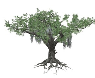 Live Oak Tree #04