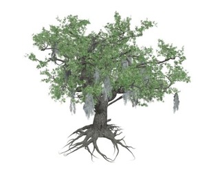 Live Oak Tree #05