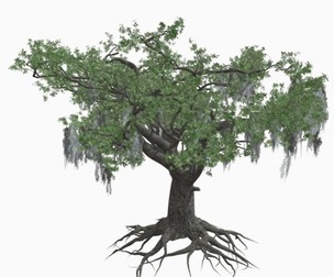 Live Oak Tree #06