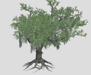 Live Oak Tree #07