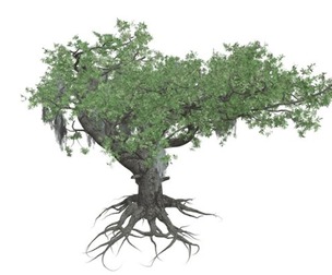 Live Oak Tree #08