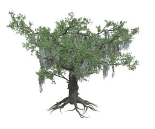 Live Oak Tree #09