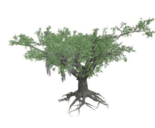 Live Oak Tree #10