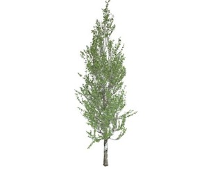 Lombardy Poplar Tree #01