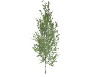 Lombardy Poplar Tree #02