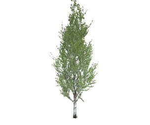 Lombardy Poplar Tree #03