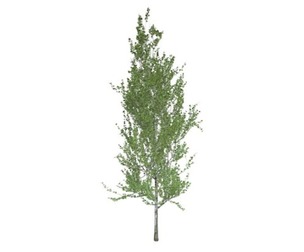 Lombardy Poplar Tree #04