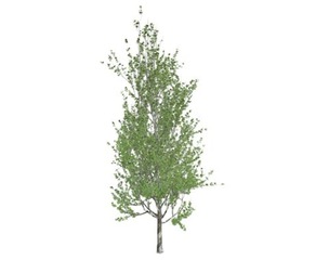 Lombardy Poplar Tree #05