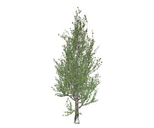 Lombardy Poplar Tree #06