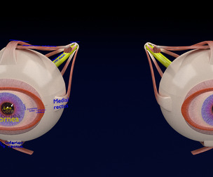 eye ball anatomy cross section