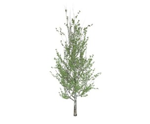 Lombardy Poplar Tree #07