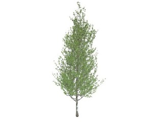 Lombardy Poplar Tree #08