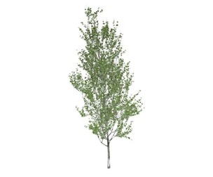 Lombardy Poplar Tree #09