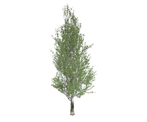 Lombardy Poplar Tree #10