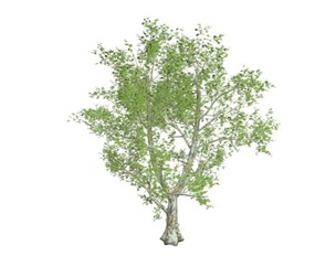 London Plane Tree #01