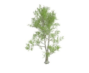 London Plane Tree #02