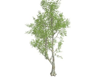London Plane Tree #03