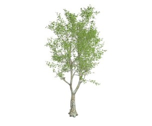 London Plane Tree #04
