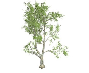 London Plane Tree #05