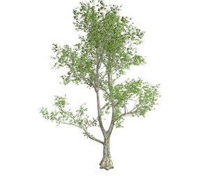 London Plane Tree #06