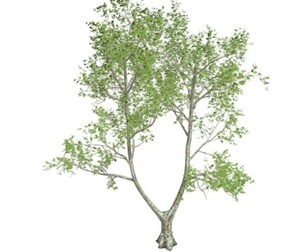London Plane Tree #07