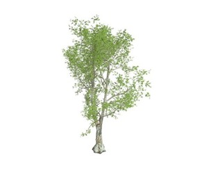 London Plane Tree #08