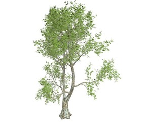 London Plane Tree #09