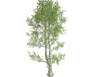 London Plane Tree #10