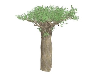 Madagascan Baobab Tree #01