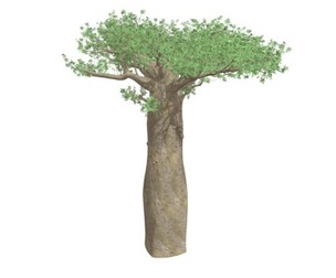 Madagascan Baobab Tree #02