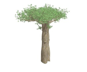 Madagascan Baobab Tree #03