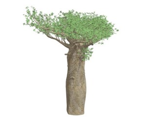 Madagascan Baobab Tree #04