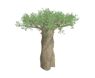 Madagascan Baobab Tree #05