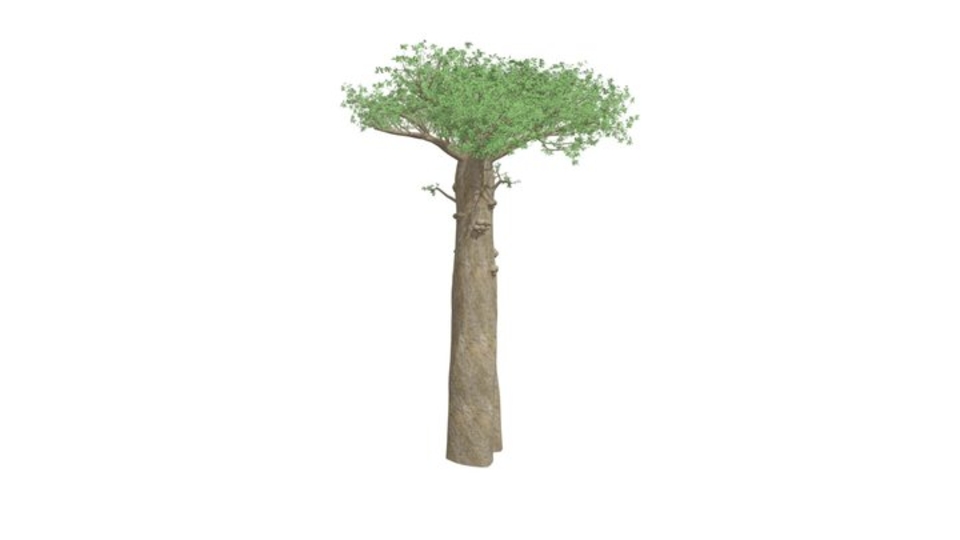 Madagascan Baobab Tree #06