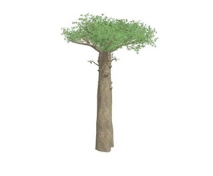 Madagascan Baobab Tree #06