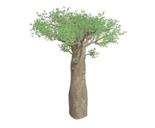Madagascan Baobab Tree #07