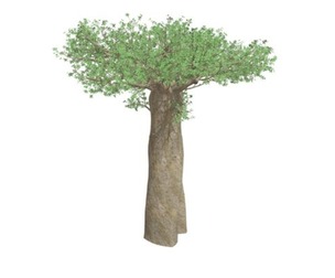 Madagascan Baobab Tree #08