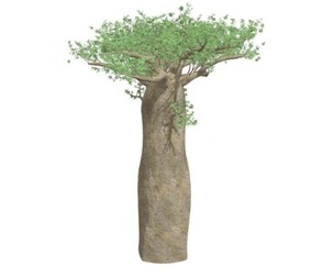 Madagascan Baobab Tree #09