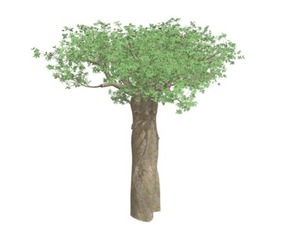 Madagascan Baobab Tree #10