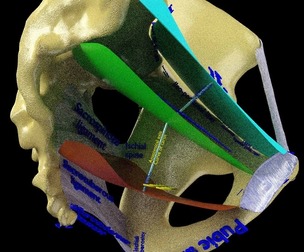 Female pelvis dimensions pelvimetry