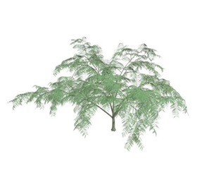 Mimosa Tree #01