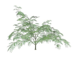 Mimosa Tree #02