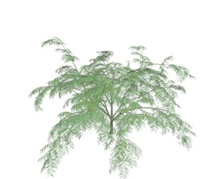 Mimosa Tree #03