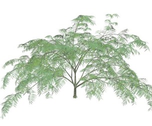 Mimosa Tree #04
