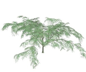 Mimosa Tree #05