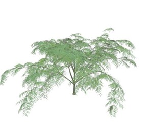 Mimosa Tree #06
